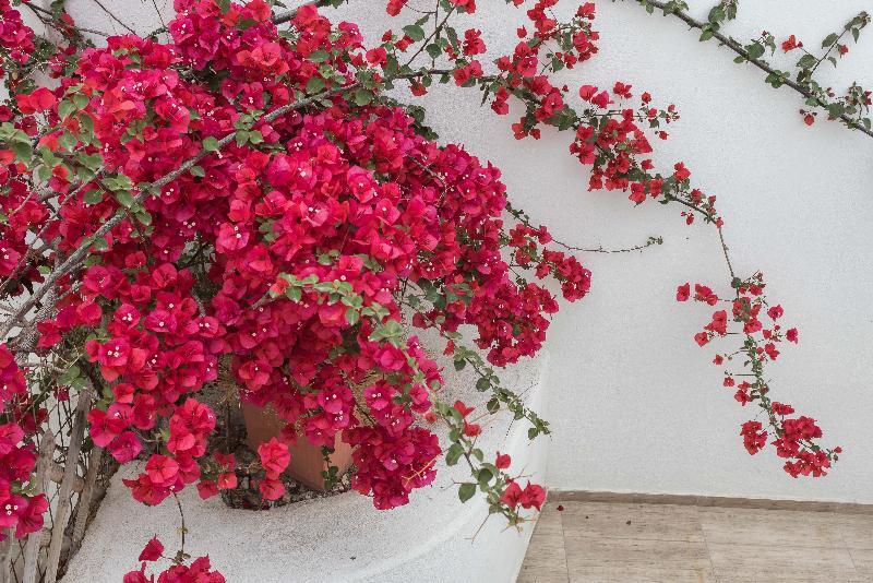 Depis Luxury Suites Naxos City Zewnętrze zdjęcie